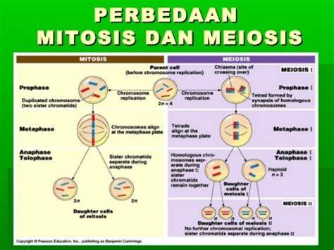 Perbedaan Pembelahan Sel Mitosis Dan Meiosis