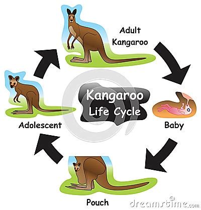 Kangaroo Life Cycle Infographic Diagram Vector Illustration ...