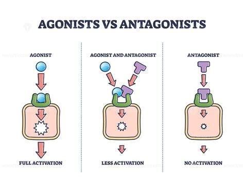 Antagonists Vs Agonists