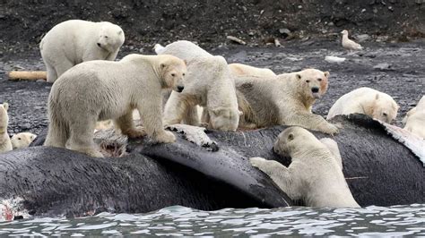 Por qué los osos polares son el canario del Ártico Ciencia EL PAÍS