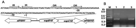 The Promoter Region And The Transcription Of The VapBC10 Operon A