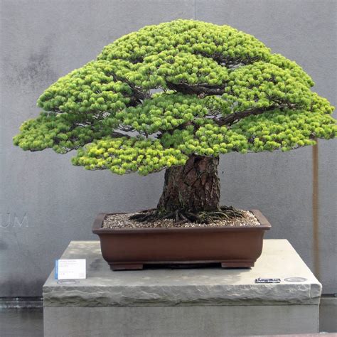 Bonsai Trees & Bonsai Care Info — Love My Bonsai