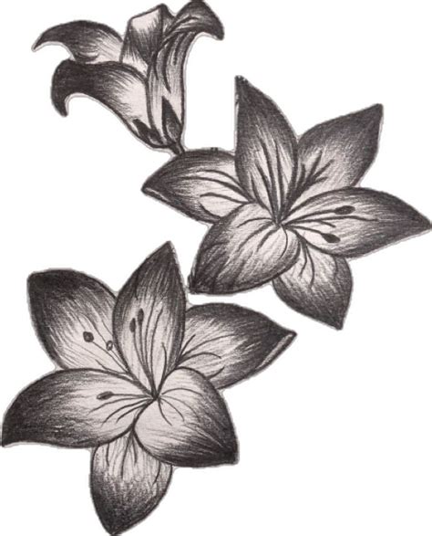 pencil flower drawing tutorial shading pictures flower drawing