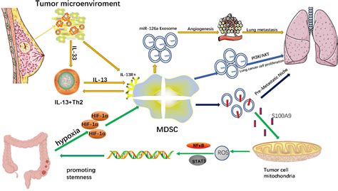 Frontiers Roles Of The Exosomes Derived From Myeloid Derived