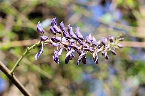 Wisteria Wisteria Buds In The Yard Proclivities Flickr