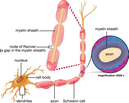 Neuron Labeled Diagram - ClipArt Best