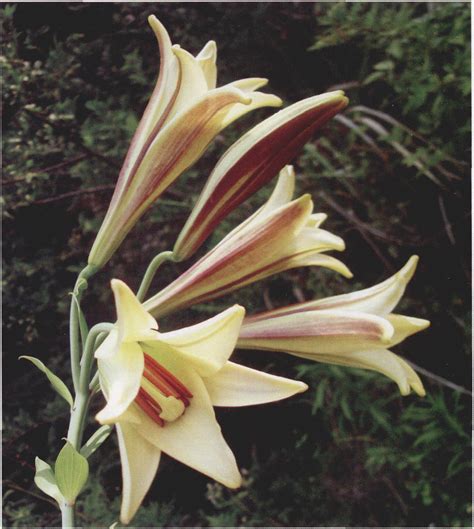 百合 秦巴野生植物 图片