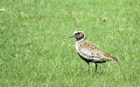 Top Of Holland Vogeldag 2016 FRIESLAND NATUUR