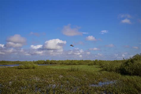 Water Log: Kissimmee River, Florida, Straightened and Unstraightened