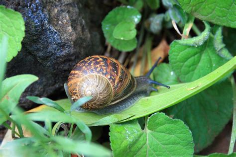 Garden Snail Among Green Leaves Free Stock Photo - Public Domain Pictures