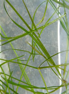 Narrow-leaved Pondweeds