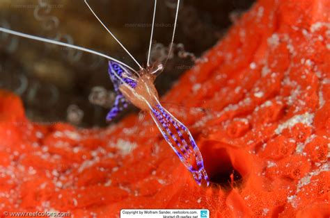 Ancylomenes Pedersoni Pederson S Cleaner Shrimp Caribbean Anemone Shrimp