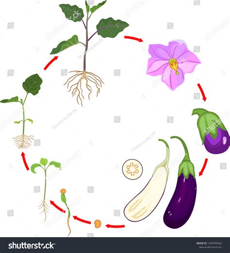 Life Cycle Eggplant Root System Growth Stock Vector Royalty Free