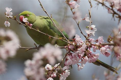 Feral Parakeets Are Taking Over London