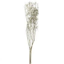 Floristik24 dk Tørrede blomster Gypsophila Gypsophila Hvid 58cm 7g