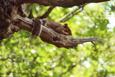 How Do Squirrels Sleep Sleepy Kingdom