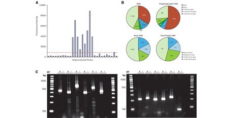 Global Identification Of Human Transcribed Sequences With Genome Tiling