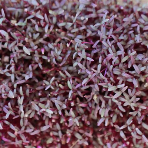 Microgreen Seeds Amaranth Red Garnet The Seed Collection