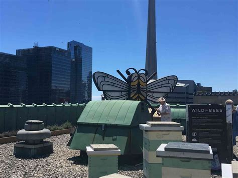 Urban bee keepers can help save wild bees