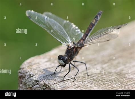 Large White Faced Darter Yellow Spotted Whiteface Leucorrhinia