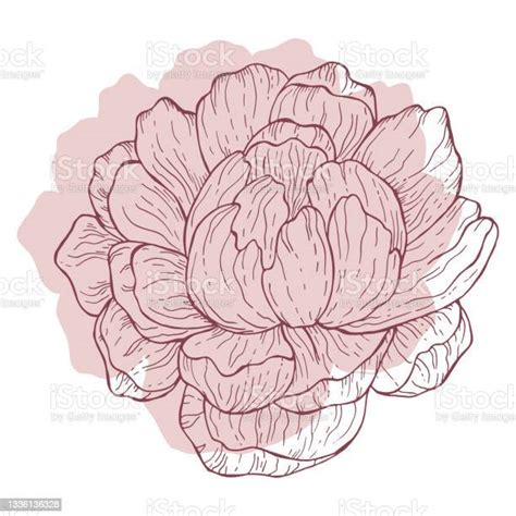 Pastel Pink Floral Line Art Dengan Latar Belakang Putih Gambar Bunga