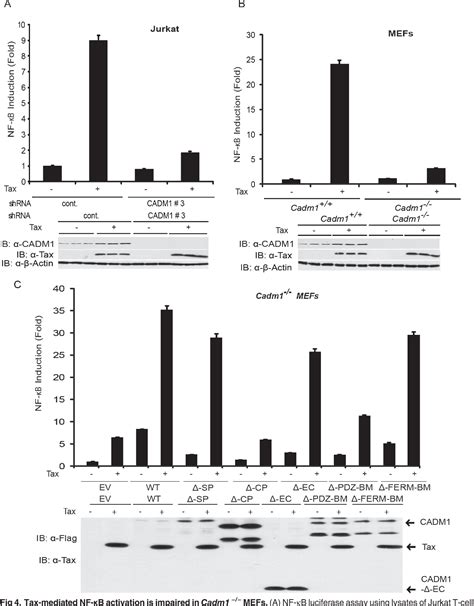 Figure 4 From Human T Cell Leukemia Virus Type 1 Htlv 1 Tax Requires