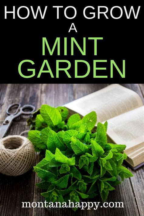 How To Grow A Mint Garden Will Teach You How To Add This Amazing Herb