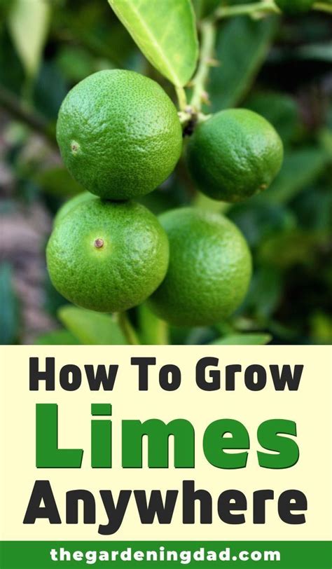 How To Grow Lime Trees In Pots 10 Easy Tips The Gardening Dad