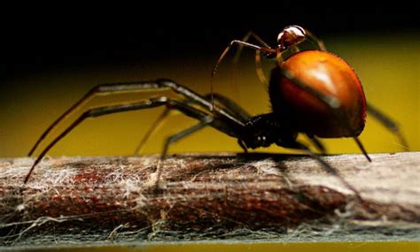 The Bizarre Sex Lives Of Spiders The Week