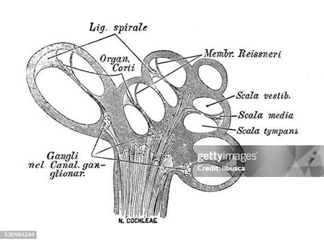 715 Cochlear Nerve Stock Photos, High-Res Pictures, and Images - Getty ...