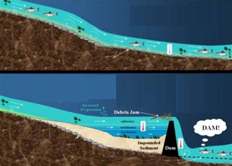The Dam effects! Diagram | Quizlet