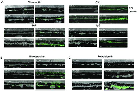 Immunofluorescence Staining Of Sections Of Outer Retina From Wt And Download Scientific Diagram