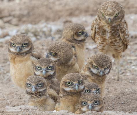 Into The Hidden World Exploring The Lives Of Burrowing Owl Chicks Video