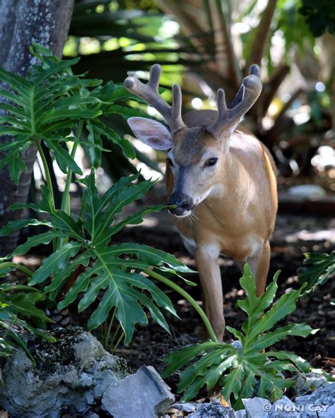 Key Deer | Noni Cay Photography