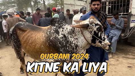 Kitne Ka Liya Wednesday Update Qurbani Ka Janwar Qurbani Shasti