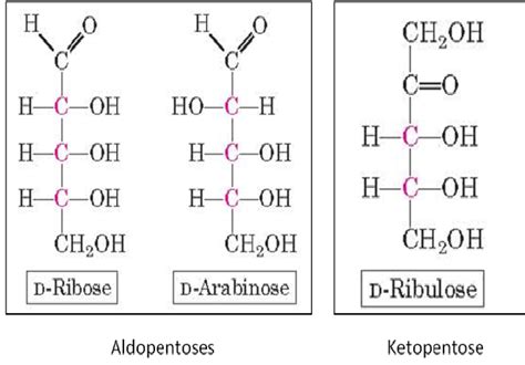 D-Pentose Sugars: Aldopentoses and Ketopentose | Download Scientific ...