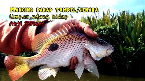 Strike Kakap Tompel Jenaha Mancing Ikan Kakap Tompel Jenaha Dilaut