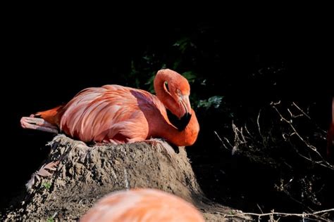 Premium Photo American Flamingo Phoenicopterus Ruber Caribbean