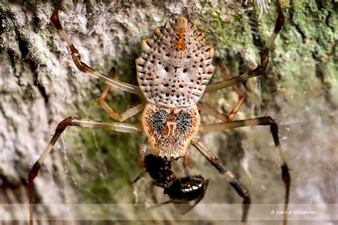 Ornamental Tree Trunk Spider Singapore Geographic