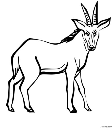 ANTILOPES Coloriage A Imprimer