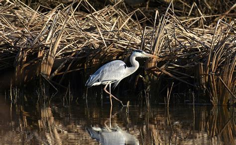 Le Héron Cendré Ardea Cinerea Loiseau Majestueux Des étangs