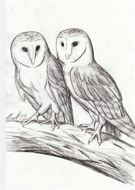 Pin By Maggie Hime On Owls Owl Sketch Owls Drawing Owl