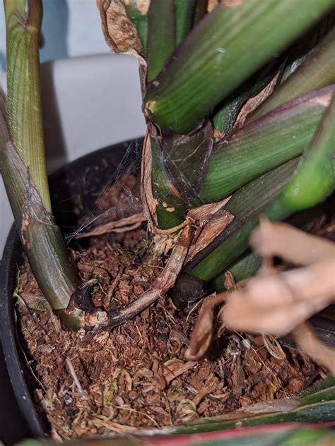 Spider Mites Houseplants