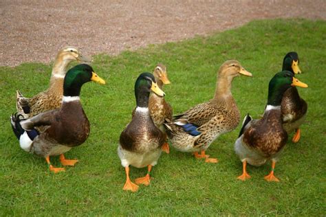 Rouen Duck: Breed Profile, Traits, Pictures & More