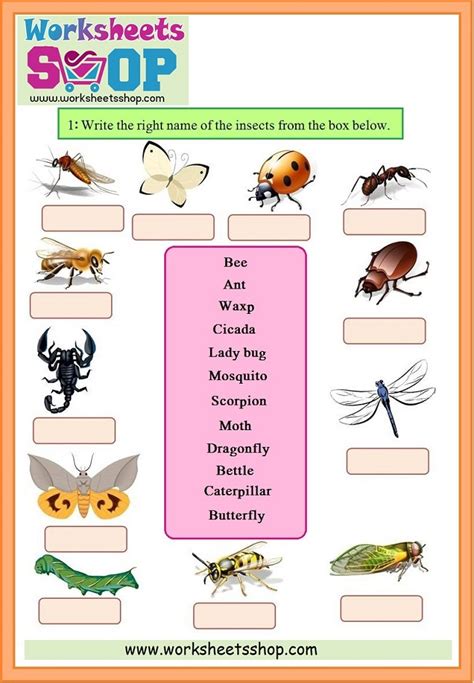 Write the name of insects - Free Printable Worksheets- Download Pdf