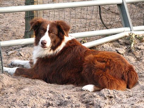 12 Australian Shepherd Colors, Markings & Patterns (With Pictures) | Hepper