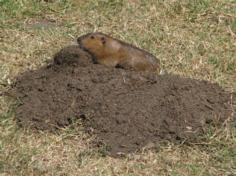 Bottas Pocket Gopher Mammals Of The Bouverie Preserve Of Acr