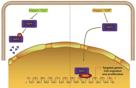 Role Of Yes Associated Protein 1 In Gastrointestinal Cancers And