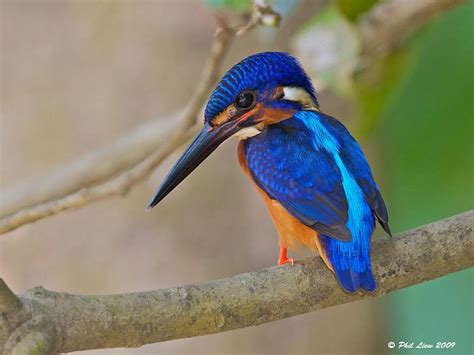 Blue eared kingfisher - Alchetron, The Free Social Encyclopedia