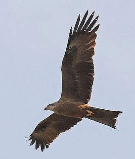 Kite bird | Facts About All